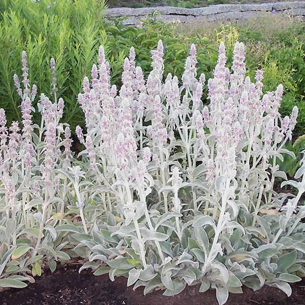 6 X Erba Lanosa - Stachys Byzantina | Vaso 9Cm X 9Cm-image