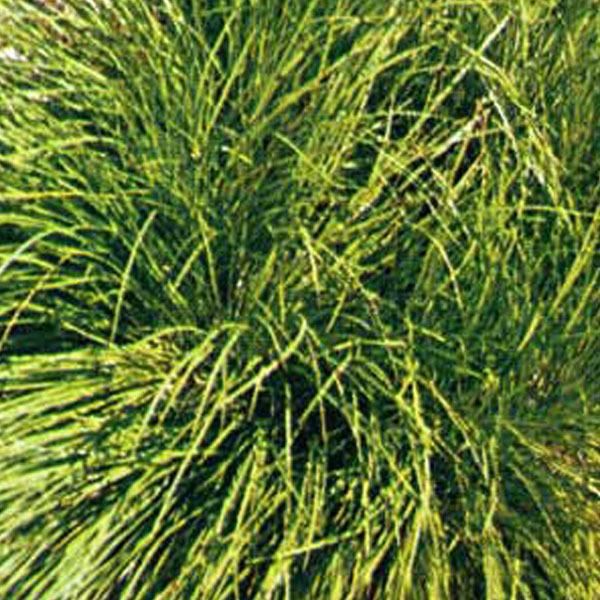 6 X Carice D'ombra - Carex Umbrosa | Vaso 9Cm X 9Cm-image