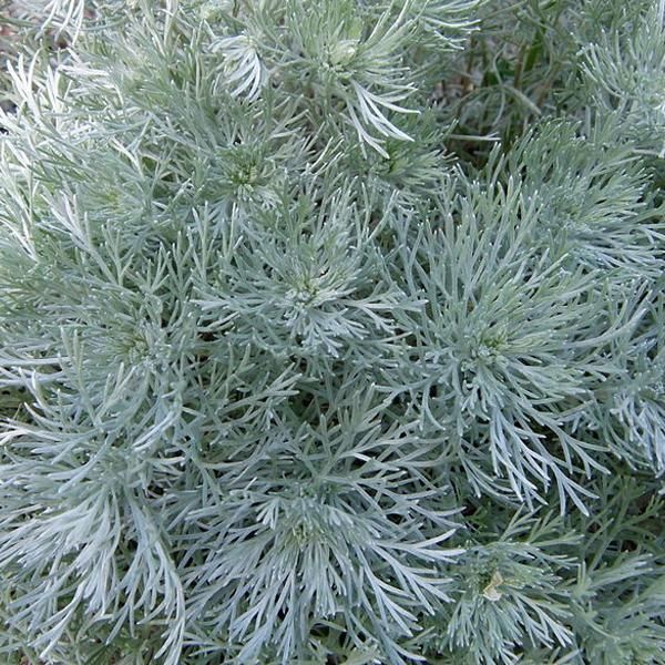 6 X Artemisia Nana - Artemisia Schmidtiana 'Nana' | Vaso 9 Cm X 9 Cm-image