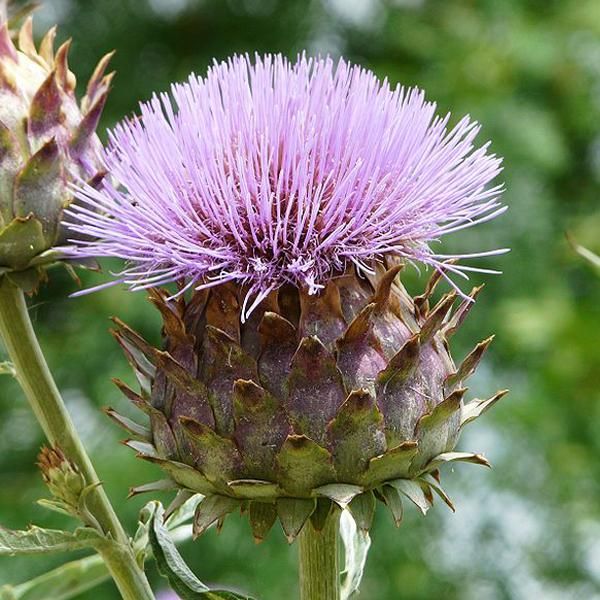 6 X Carciofo - Cynara Scolymus | Vaso 9Cm X 9Cm-image