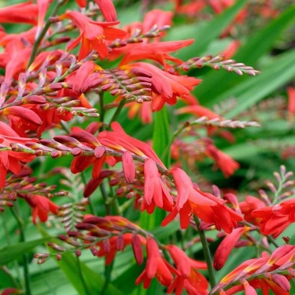6 X Montbretia - Crocosmia 'Emberglow' | Vaso 9 Cm X 9 Cm-image