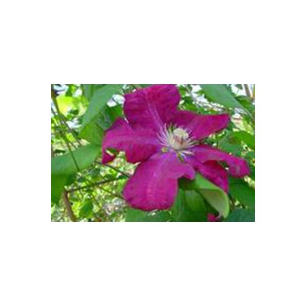 Clematis Hybr. 'Rouge Cardinal' - Waldrebe "Rhapsodie 50-60 Cm | Topf"-image