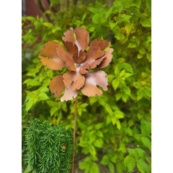 Edelrost Blume Babett-image
