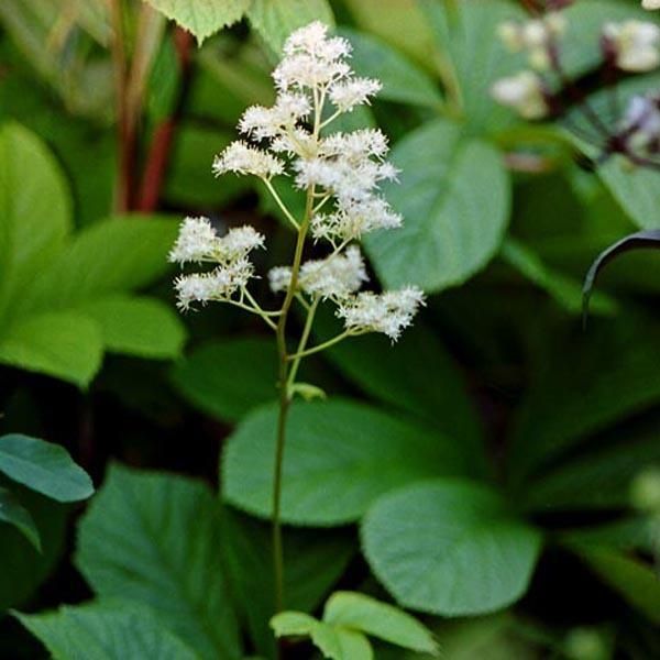 6 X Foglie Di Castagno - Rodgersia Aesculifolia | Vaso 9Cm X 9Cm-image