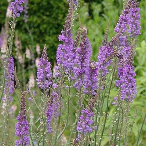 6 X Rospo Viola - Linaria Purpurea | Vaso 9Cm X 9Cm-image