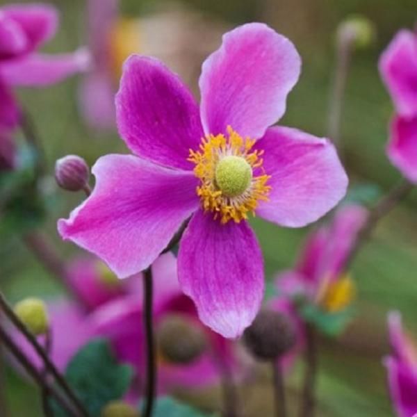 6 X Anemone Autunnale - Anemone Hupehensis 'Splendens' | Vaso 9 Cm X 9 Cm-image