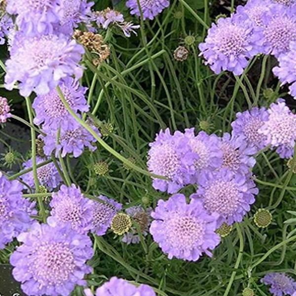 6 X Scabiosa Columbaria - Scabiosa Columbaria 'Butterfly Blue' | Vaso 9 Cm X 9 Cm-image