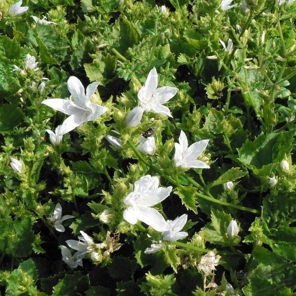 6 X Cuscini Sospesi Campanula - Campanula Poscharskyana 'E.H. Frost' | Vaso 9 Cm X 9 Cm-image