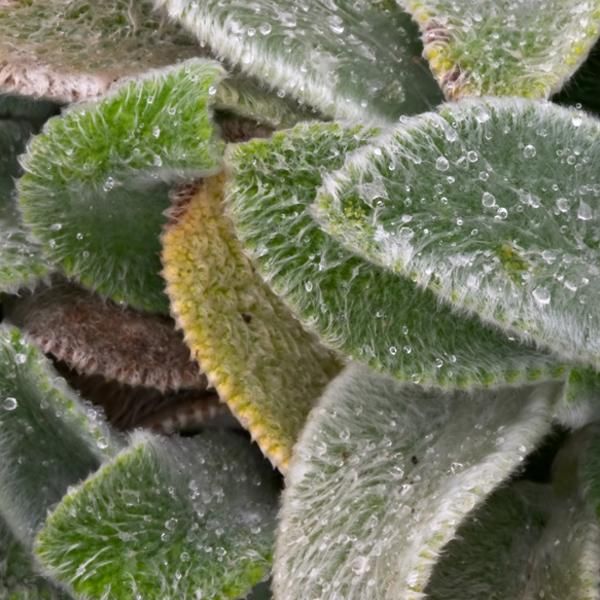 6 X Cisto Lanoso A Tappeto - Stachys Byzantina 'Silver Carpet' | Vaso 9Cm X 9Cm-image