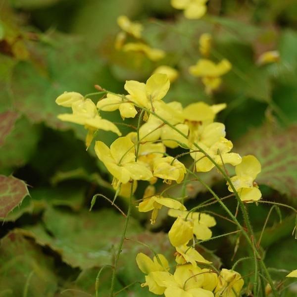6 X Fiori Di Fata - Epimedium Perralderianum | Vaso 9Cm X 9Cm-image