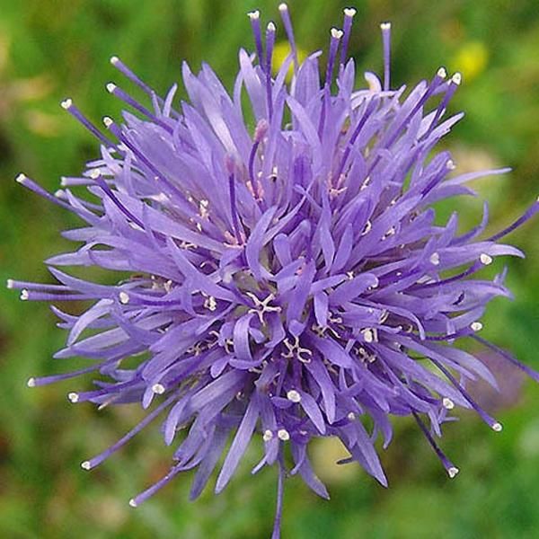 6 X Campanule Di Sabbia - Jasione Laevis | Vaso 9Cm X 9Cm-image