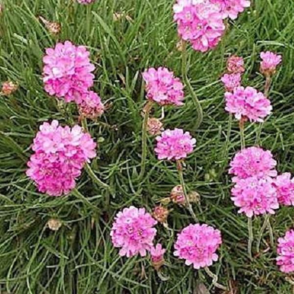 6 X Sea Pink 'Rosea' | Vaso 9 Cm X 9 Cm-image