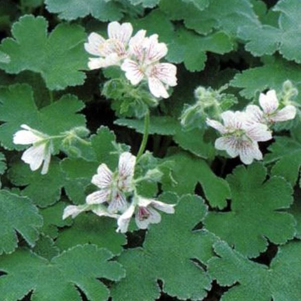 6 X Cranesbill Caucasico - Geranium Renardii | Vaso 9Cm X 9Cm-image