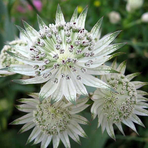 6 X Astrantia Grande - Astrantia Major | Vaso 9Cm X 9Cm-image