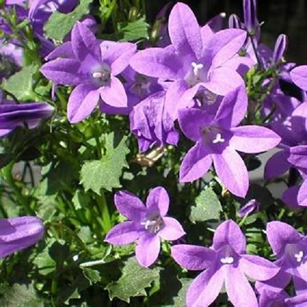 6 X Campanula Da Cuscino - Campanula Portenschlagiana | Vaso 9Cm X 9Cm-image