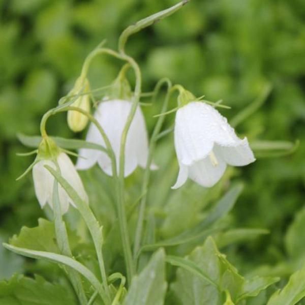 6 X Graziosa Campanula - Campanula Cocleariifolia 'Baby White' | Vaso 9 Cm X 9 Cm-image