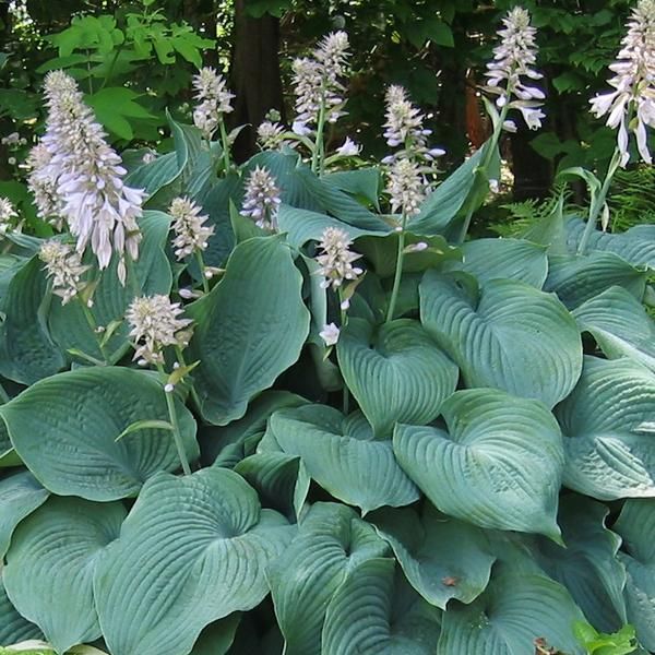 6 X Funkie - Hosta 'Blue Angel' | Vaso 9 Cm X 9 Cm-image