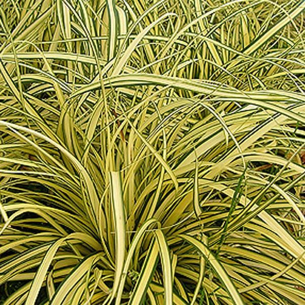 6 X Carice Giallo-Verde Evergold - Carex Oshimensis 'Evergold' | Vaso 9Cm X 9Cm-image