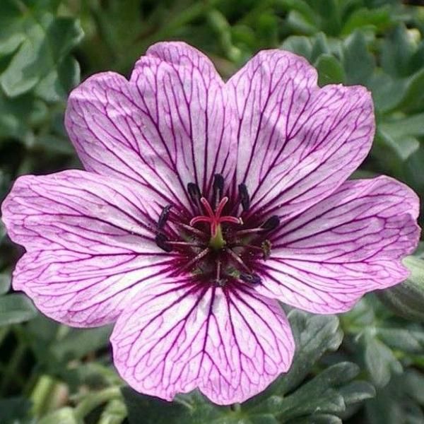 6 X Geranio Cinereo - Geranium Cinereum 'Laurence Flatman' | Vaso 9 Cm X 9 Cm-image