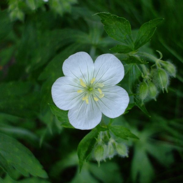 6 X Geranio Maculato - Geranium Maculatum 'Album' | Vaso 9 Cm X 9 Cm-image