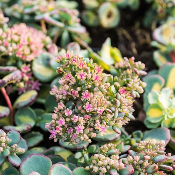 6 X Sedum Sieboldii 'Mediovariegata' | Vaso 9 Cm X 9 Cm-image