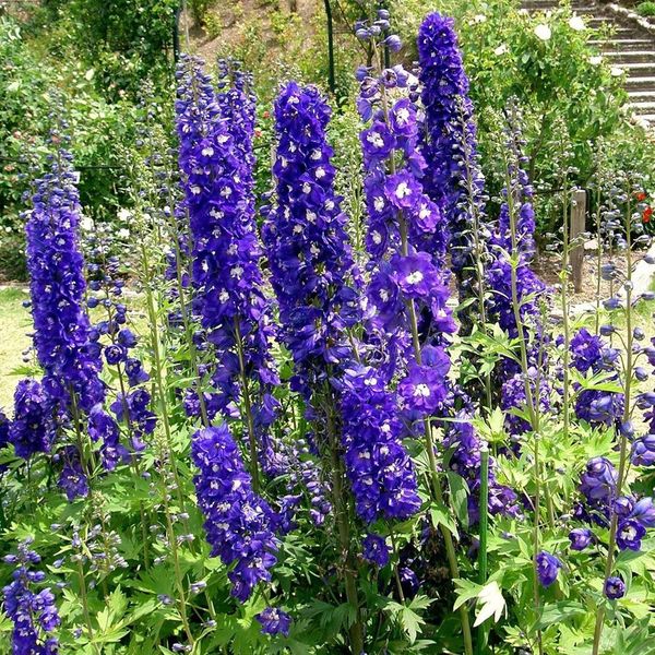 6 X Delphinium Del Pacifico - Delphinium 'King Arthur' | Vaso 9 Cm X 9 Cm-image