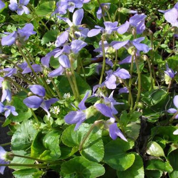 6 Violette Di Pentecoste - Viola Sororia 'Blue Diamond' | Vaso 9 Cm X 9 Cm-image