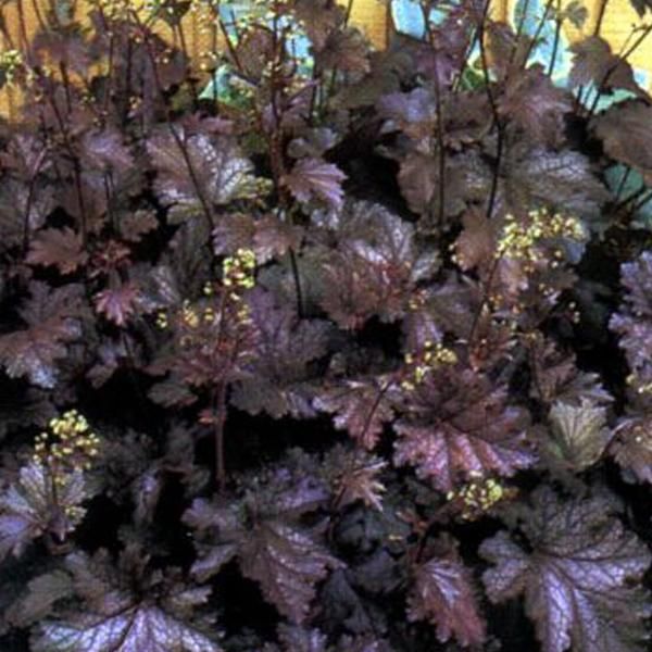 6 Campanelle Argentate - Heuchera 'Stormy Seas' | Vaso 9 Cm X 9 Cm-image
