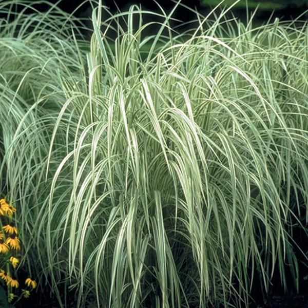 6 X Canna Cinese A Strisce Bianche - Miscanthus Sinensis 'Variegatus' | Vaso 9Cm X 9Cm-image