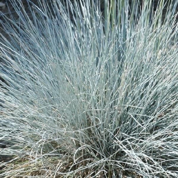 6 X Festuca Glauca 'Uchte' | Vaso 9 Cm X 9 Cm-image