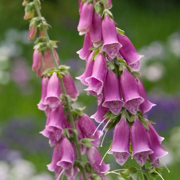 6 X Digitale Purpurea A Fiore Rosso - Digitalis Purpurea | Vaso 9Cm X 9Cm-image