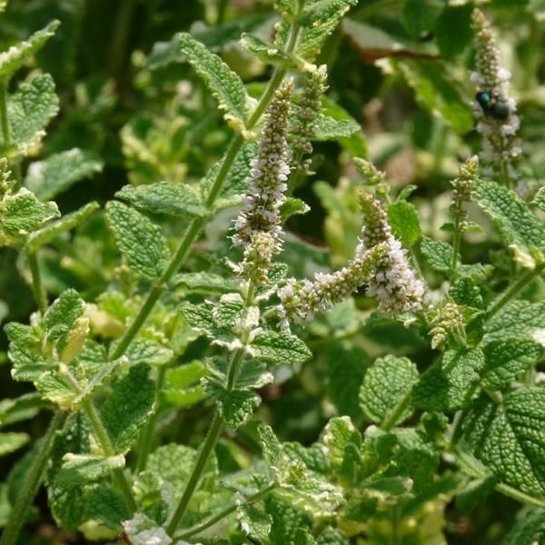 6 X Menta Variegata - Mentha Rotundifolia 'Variegata' | Vaso 9 Cm X 9 Cm-image