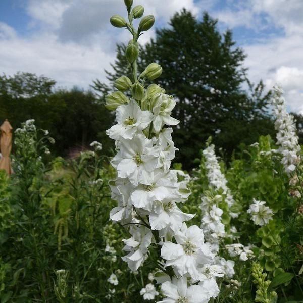 6 X Delphinium - Delphinium 'Casablanca' | Vaso 9 Cm X 9 Cm-image