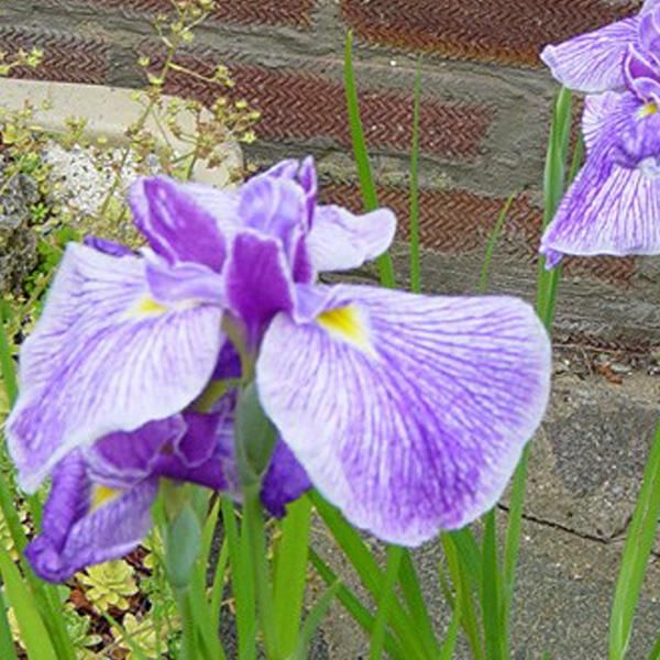 6 X Iris - Iris Ensata 'Activity' | Vaso 9 Cm X 9 Cm-image