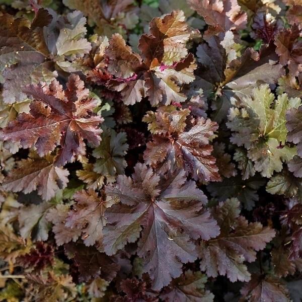 6 Campanelle Argentate - Heuchera 'Chocolate Ruffles' | Vaso 9 Cm X 9 Cm-image