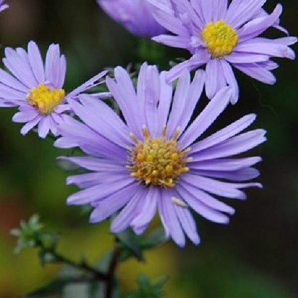6 X Aster Liscio - Aster Laevis 'Calliope' | Vaso 9 Cm X 9 Cm-image