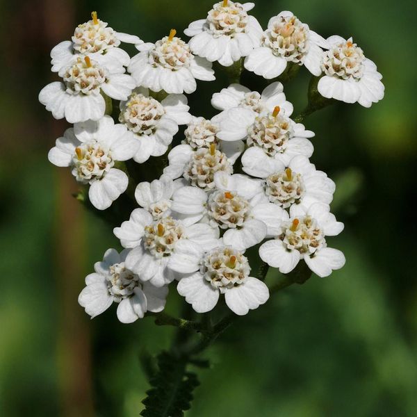 6 X Achillea Millefolium - Vaso 9Cm X 9Cm-image