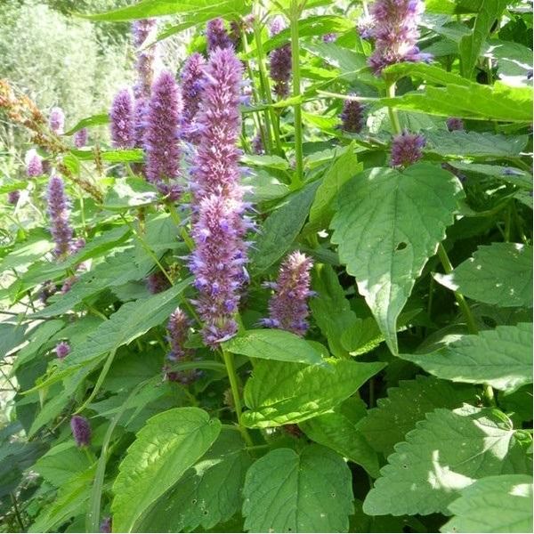 6 X Ortica Rugosa Profumata - Agastache Rugosa | Vaso 9Cm X 9Cm-image
