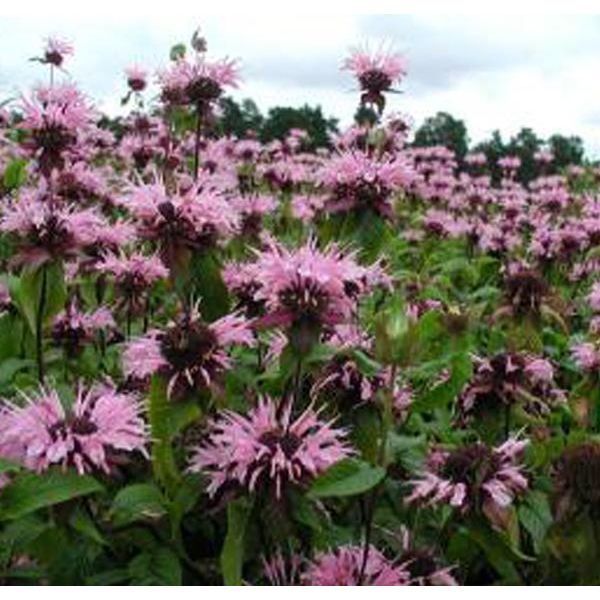 6 X Monarda 'Beauty Of Cobham' | Vaso 9 Cm X 9 Cm-image