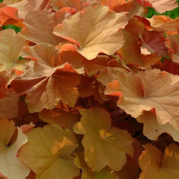 6 Campanule Viola - Heuchera 'Caramel' | Vaso 9 Cm X 9 Cm-image
