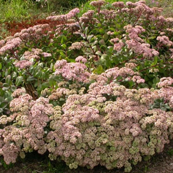 6 X Pinguicola Grande - Sedum 'Matrona' | Vaso 9 Cm X 9 Cm-image