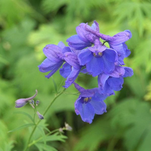 6 X Delphinium - Delphinium 'Bellamosum' | Vaso 9 Cm X 9 Cm-image
