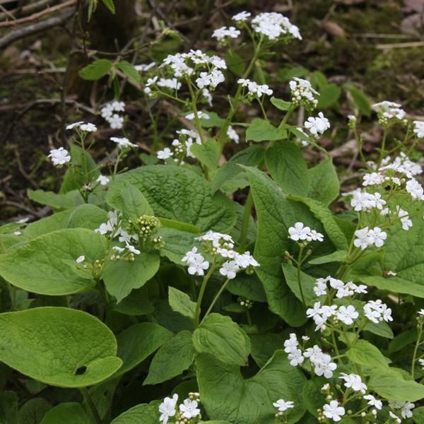 6 X Non Ti Scordar Di Me Del Caucaso - Brunnera Macrophylla 'Betty Bowring' | Vaso 9 Cm X 9 Cm-image