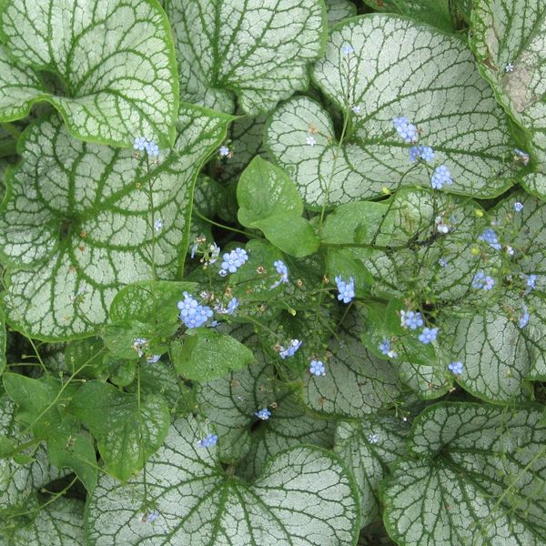 6 X Non Ti Scordar Di Me Del Caucaso - Brunnera Macrophylla 'Jack Frost' | Vaso 9 Cm X 9 Cm-image