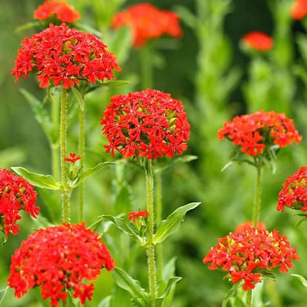 6 X Brennende Liebe - Lychnis Chalcedonica | Topf 9Cm X 9Cm-image