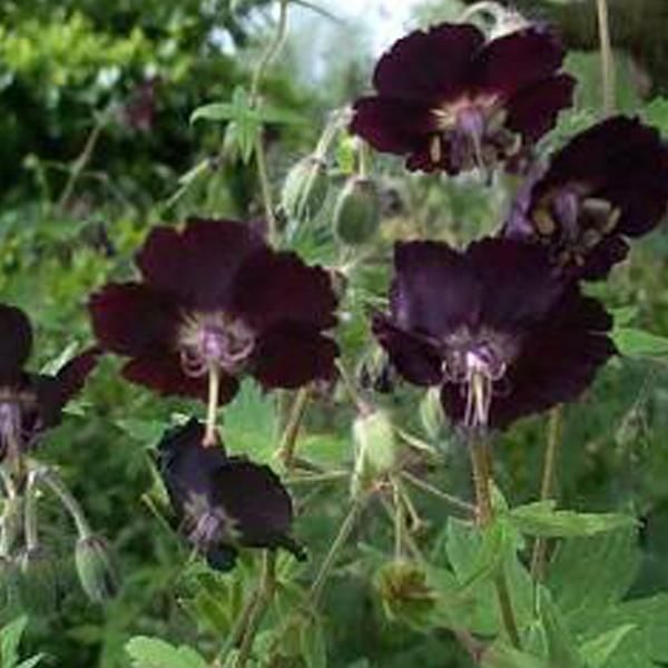 6 X Geranium Phaeum A Fiore Marrone - Geranium Phaeum | Vaso 9Cm X 9Cm-image