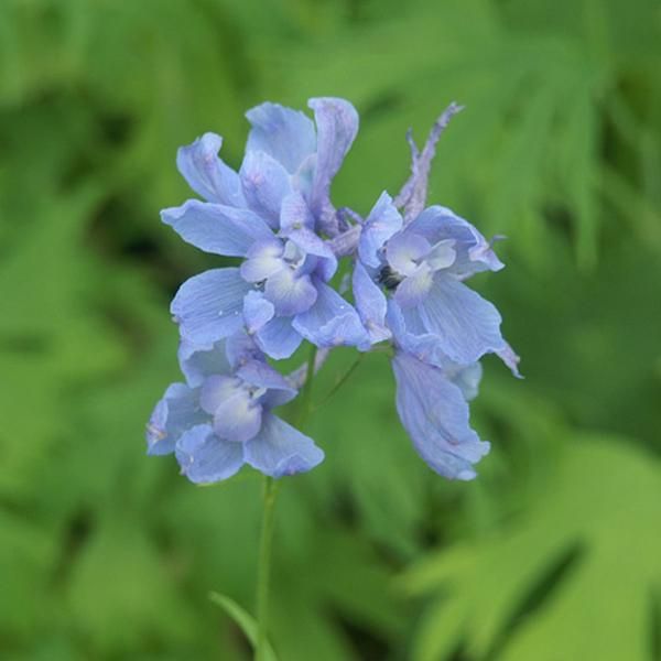 6 X Delphinium - Delphinium 'Cliveden Beauty' | Vaso 9 Cm X 9 Cm-image