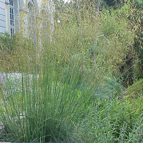 6 X Erba Piuma Gigante - Stipa Gigantea | Vaso 9Cm X 9Cm-image
