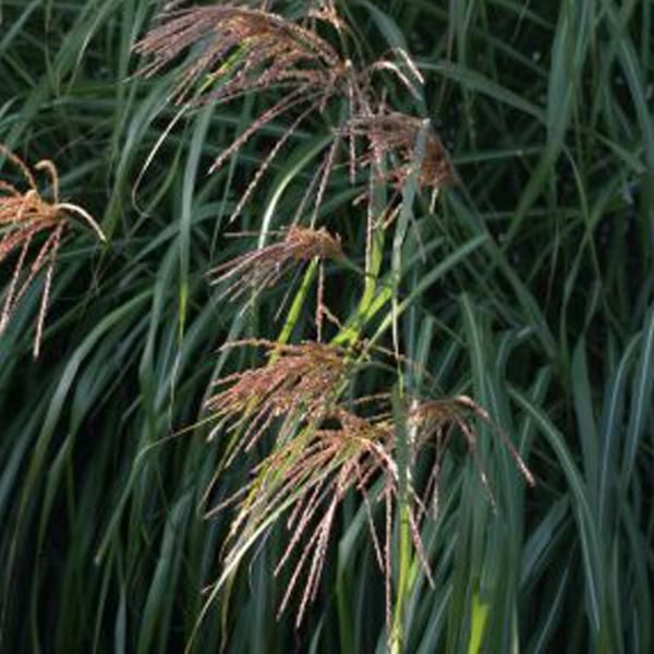 6 X Miscanto Cinese - Miscanthus Sinensis 'China' | Vaso 9 Cm X 9 Cm-image