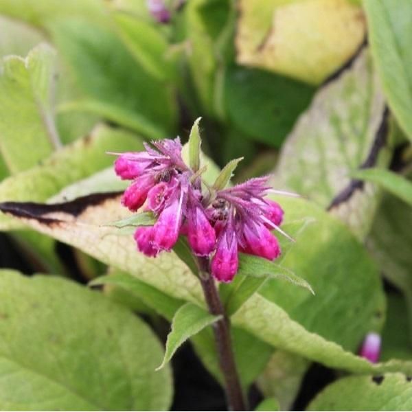 6 X Comfrey Rubrum Bastardo - Symphytum Rubrum | Vaso 9Cm X 9Cm-image